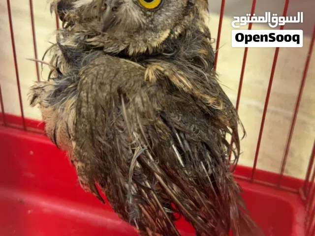 للبيع بومة الحجم الصغير