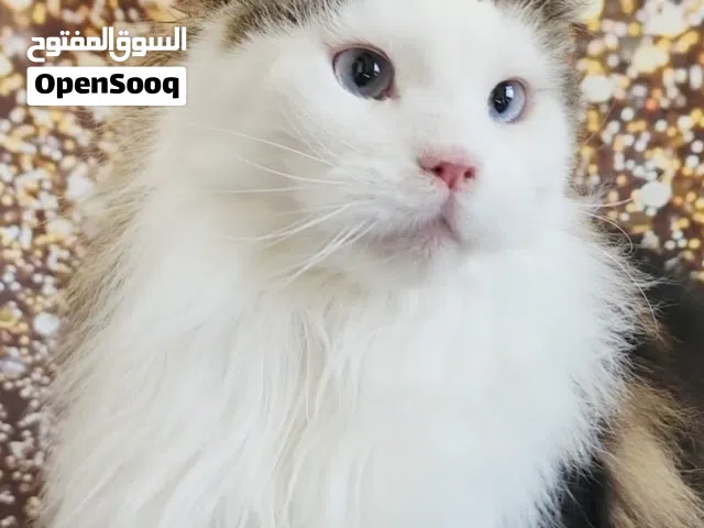 Luxury blue eyes maine coon rare