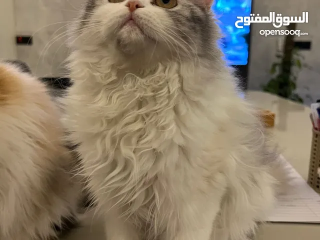 3 قطط الرصاصي—>150 المشمشي—>100 الابيض—>150 (قابل للتفاوض) مسالمين خاليين من اي امراض+ملقحين