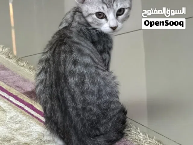 قطة للتبني