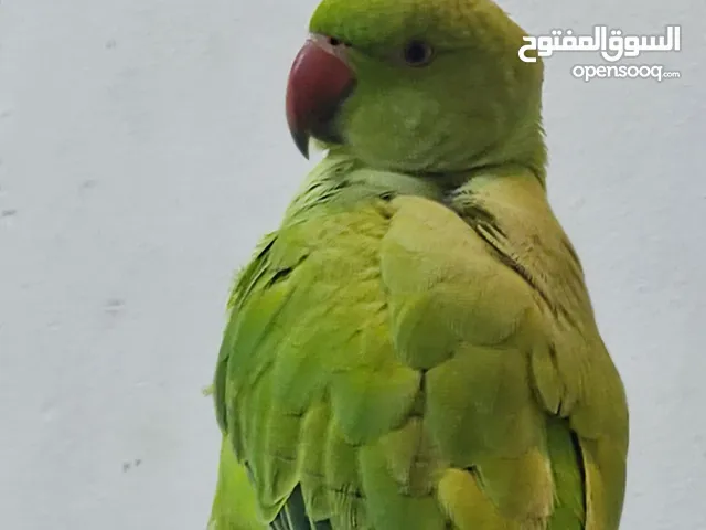 بغبغاء دره هندي نثيه