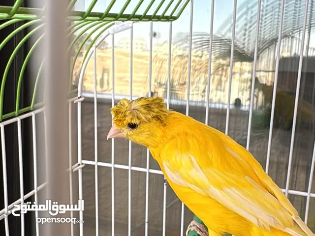 كناري 3 فحوله صوت نار مع جميع اغراضهم
