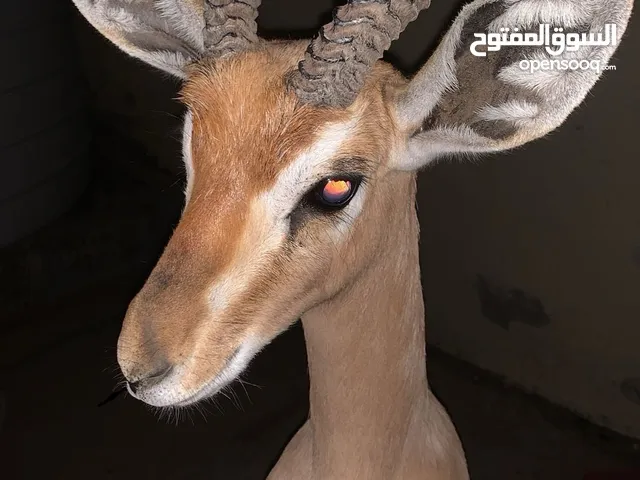 وغزال مفقود