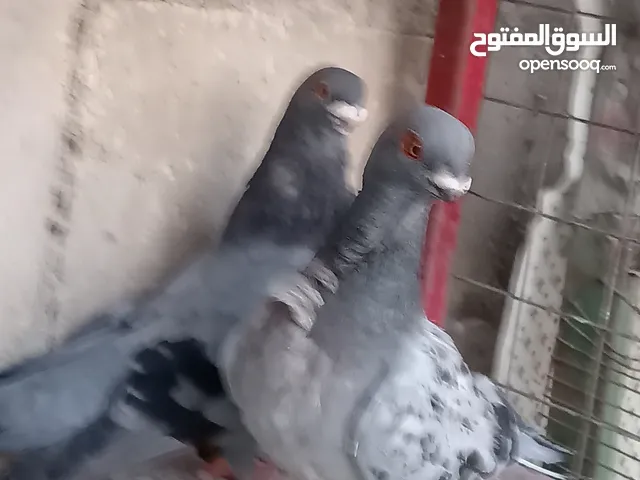 جواز الكوم عل 13 اجوز القطع كل اشي بسعرو