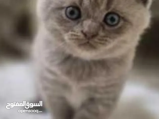 قطة سكوتش فولد عمرها شهرين مثل الي ب صورة