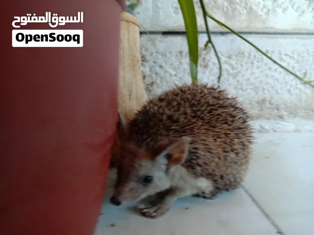 قنفذ اليف للبيع