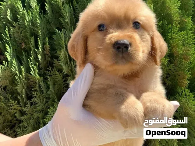 متوفر الآن جراء جولدن ريتريفر