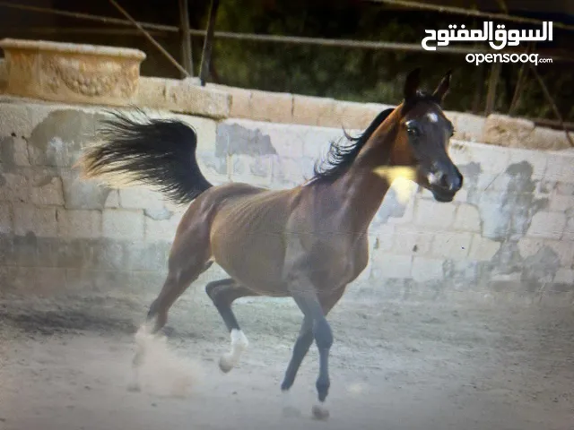 خيول عربية للبيع