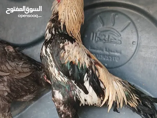 ديك باكستاني شغال ماشاءالله عليو