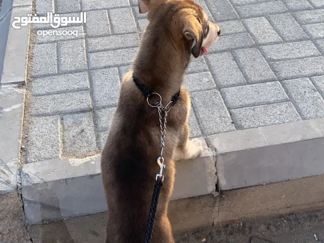 جرو هاسكي ثلاث شهور للبيع