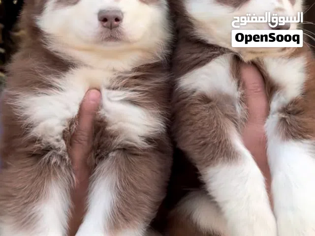 كلاب هاسكي نضيفات العمر 5 اشهر متعلمات على الحمام لعوبات جداً ترة السعر كلش بي مجال