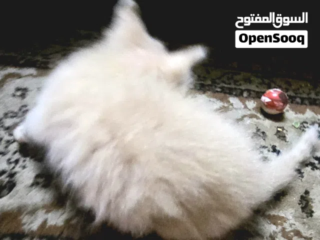 قطط شيرازيات على تركي بعمر أكثر من شهر بشعركثيف مختلط والوان جميلة. الأغبر ب22والرصاصيات ب18
