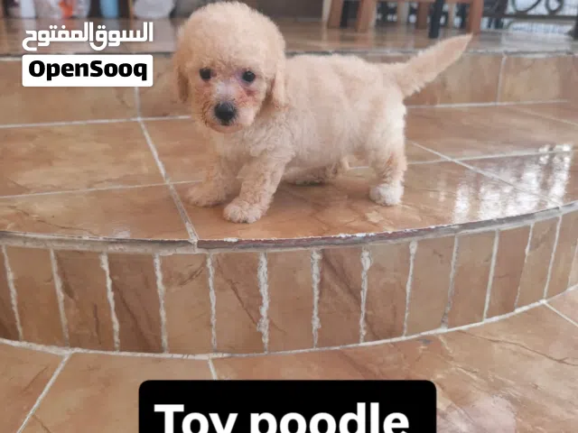 toy poodle girl