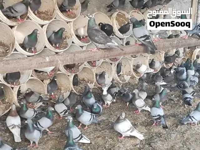 حمام زاجل ريس