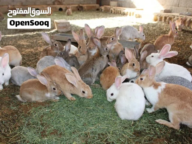 العمر 2شهرين السعر 25 وهناك انواع صحتها قويه وتتحمل ب30 غير قابل لإنزال السعر لان السعر منافس للناس