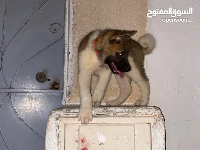 Amériqain Akita