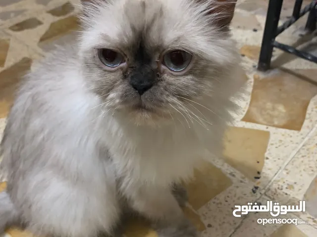 بزونات البيع