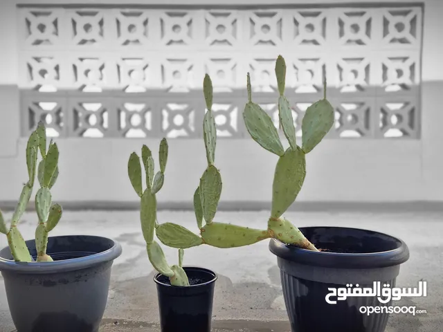 Cactus plants three vases نبات الصبار