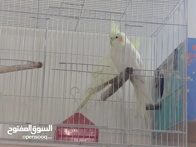 طيور كوكتيل ، أقره الوصف