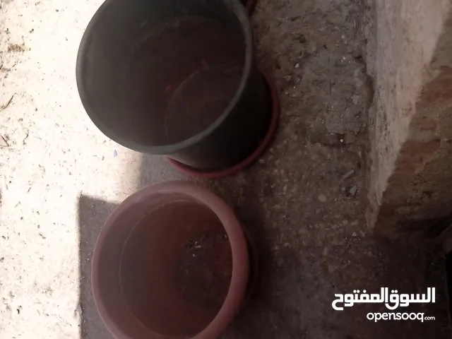 قواوير زريعه بلاستيك