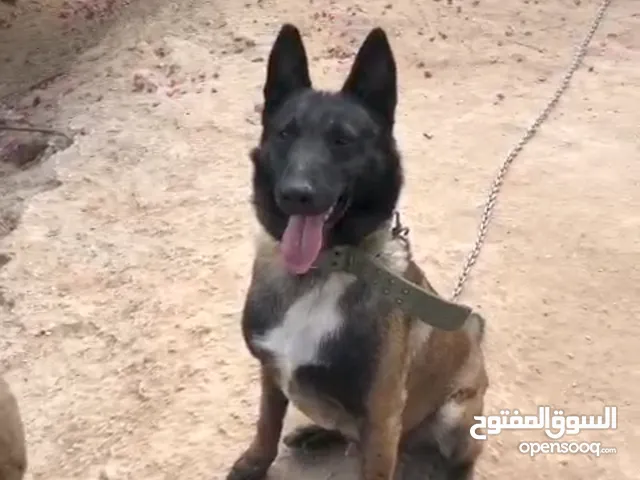 malinose dog