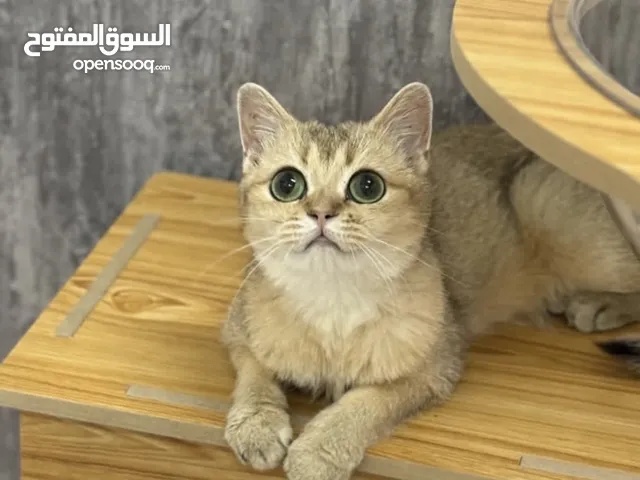 انثى جولد ب سعر ممتاز