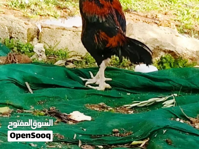 دجاج بكستاني