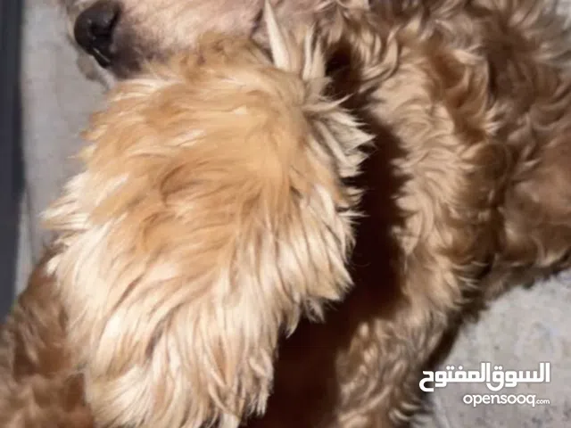 كلب كوكو سبانيل نضيف مطعم كل التطعيمات