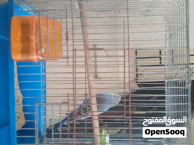 عصفور ربي بارك