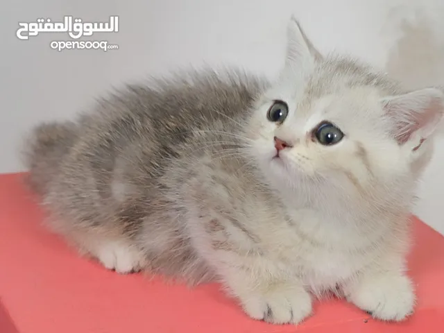 المتاح 2 كتن سكتش ستريت(المهتم اقرا الوصف)