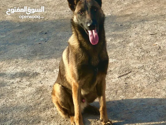 جرو مالينوا