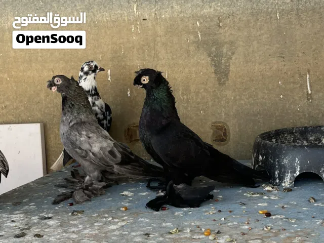 كوبيه اوزبك ذكر فرادي