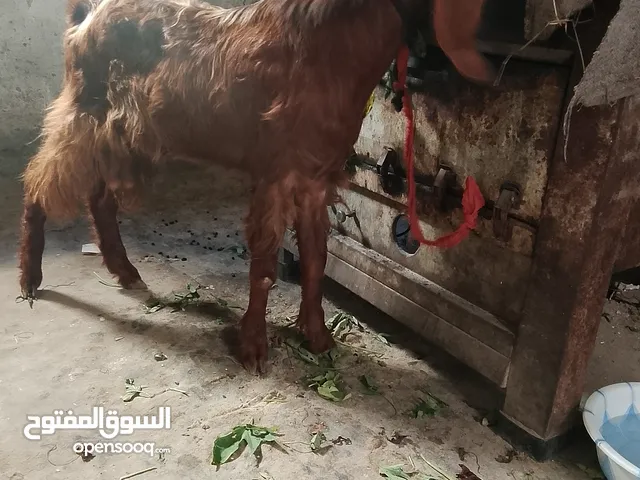 متاح تيس شامى للتلقيح بالإسكندرية خورشيد