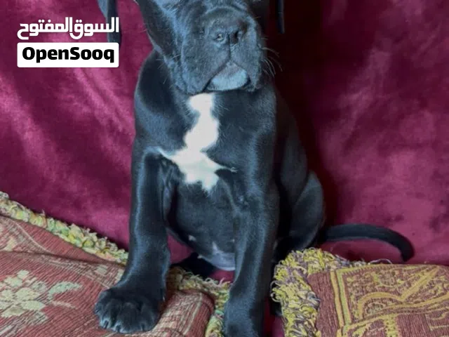 Cane Corso كين كورسو