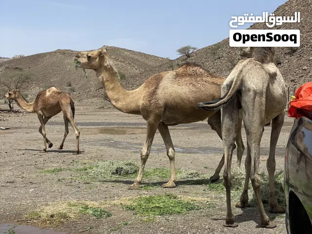 بوش للبيع حلال طيب خالي من العذاريب
