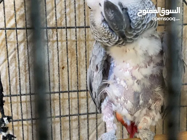 كاسكو ناتف ريش منكلم جداً
