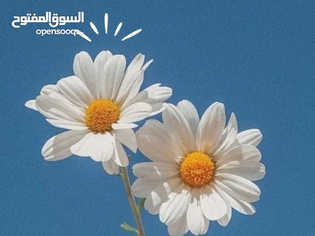 aya jayyousi