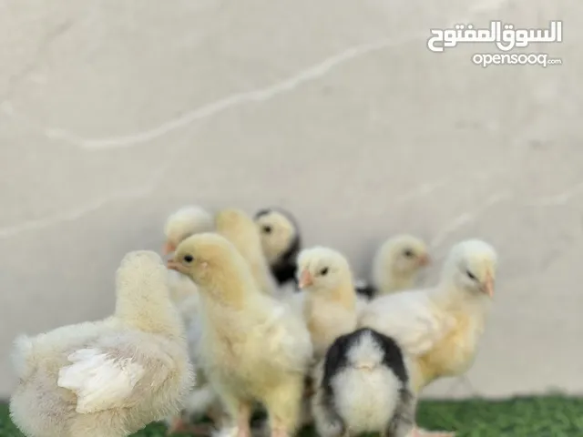 كتكوت براهما اقرا الوصف
