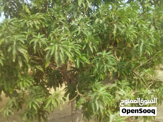 مزرعة خمسه فدان مانجو وزيتون  للبيع فى السويس