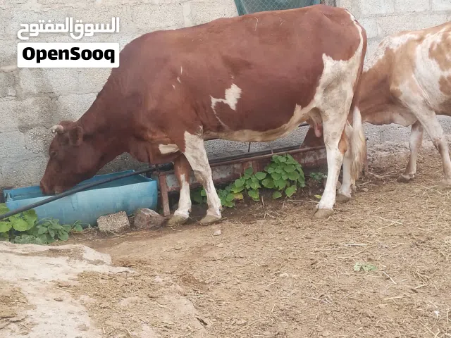 ابقار للبيع