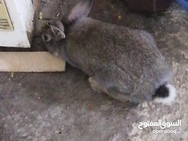 Rabbit 10 m