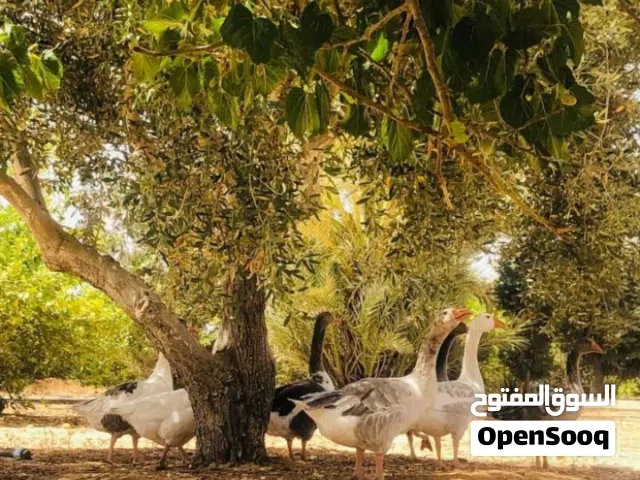 يوجد8 وزات البيع ربي يبارك وزن مشاء الله سعر ساوم