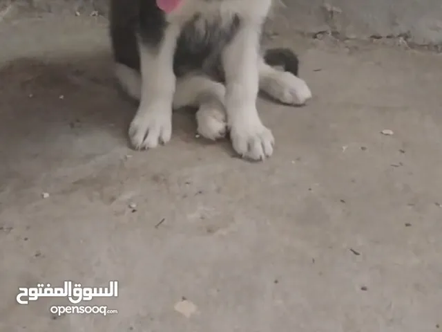 كلبه هاسكي أنثى لونها اسود وابيض جميله جدا نقطتين بيض فوق العيون  الله يبارك لصاحب النصيب