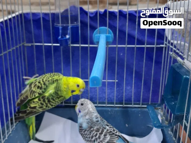 عصفور حب بادجي