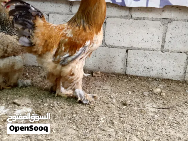 متاح 60 صوص براهما
