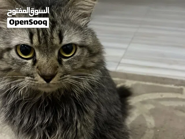 قط ذكر حاله ممتاز