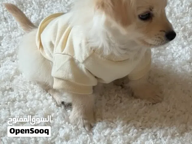 جرو كورجي مكس عمره شهرين ونص
