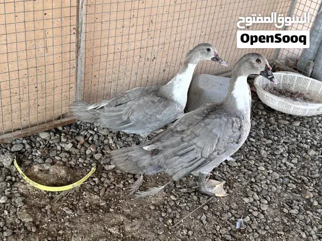 بط زوج للبيع