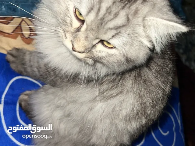 السلام عليكم بزونة شيرازي للبيع عمرها خمس اشهر تقريباً