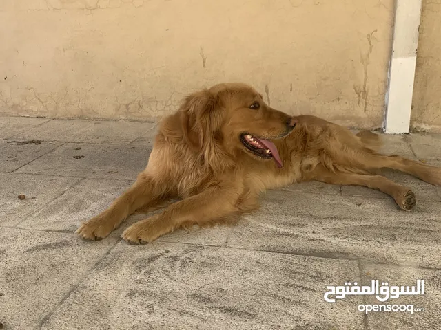 جولدن للبيع عمره 9 اشهر